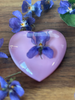 A Little Love with Sweet Violet Flowers - Large